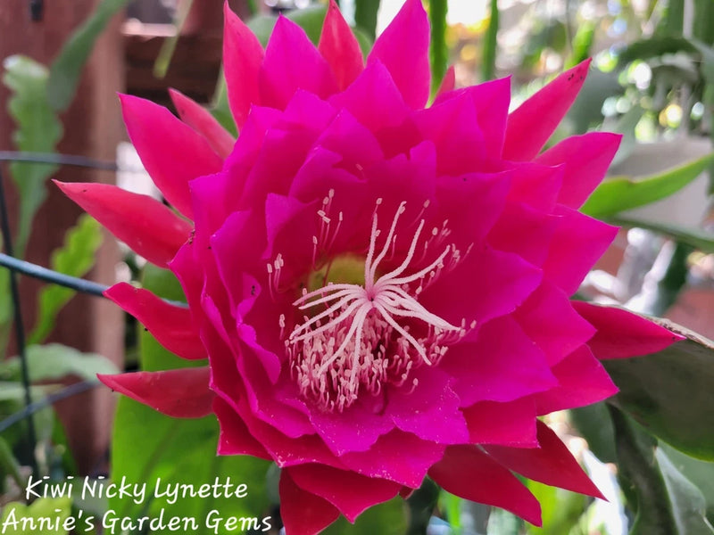 Kiwi Nicky Lynette Epiphyllum Unrooted Cuttings - 8 to 10 inches long Orchids
