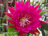 Kiwi Nicky Lynette Epiphyllum Unrooted Cuttings - 8 to 10 inches long Orchids