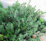 1000+ Thyme Seeds (Thymus vulgaris) - Heirloom | Non-GMO , Herb Seeds Garden Plants