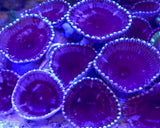 PALYTHOA GRANDIS / Sun Paly, Cinnamon Polyp - SINGLE HEAD FRAG. Anemone