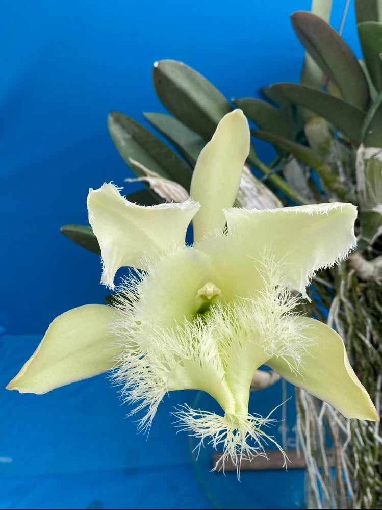 Potted orchid plant with pale yellow-green star-shaped blossoms