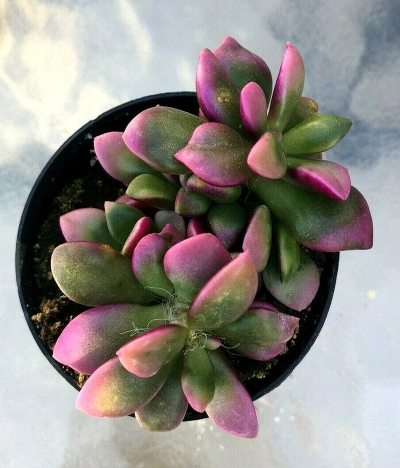 Anacampseros Telephiastrum 'Variegata' 'Sunrise' succulent with green and pink leaves in pot