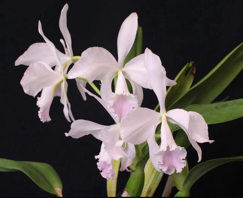 White Cattleya orchid cluster with pale purple centers and green leaves
