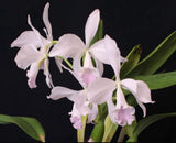 Cattleya Labiata Var ÒAmesianaÓ Orchids