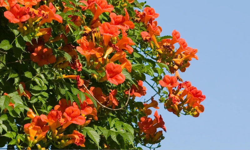 Live Hummingbird Vine Plant Ð Ornamental Flowering Vine Ð Perfect for Garden Garden Plants
