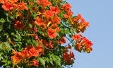 Live Hummingbird Vine Plant Ð Ornamental Flowering Vine Ð Perfect for Garden Garden Plants