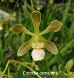 Orchid live Encyclia osmantha - bare root Orchids