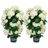 Faux Hydrangea Tree Ð 30 Inch Hydrangea Tree Artificial with White Flowers Hydrangea