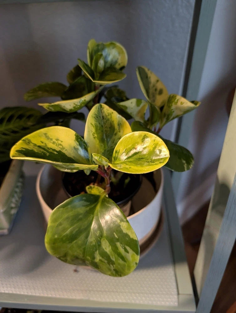 Marble Peperomia Plant Orchids