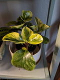 Marble Peperomia Plant Orchids