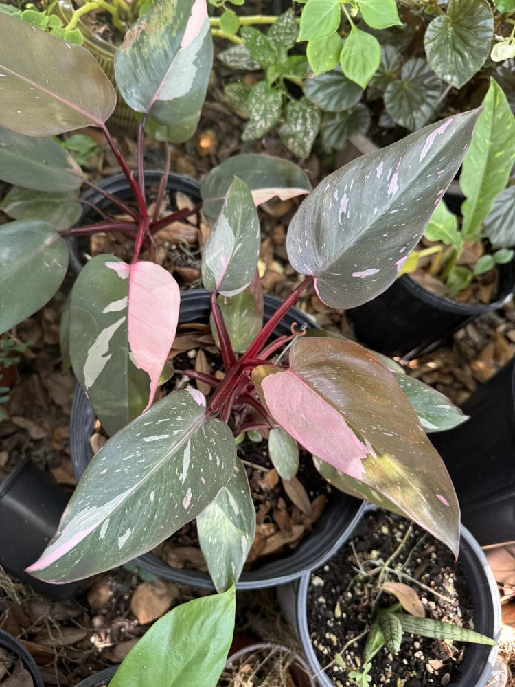 Variegated philodendron plant with pink and green speckled leaves in black pot