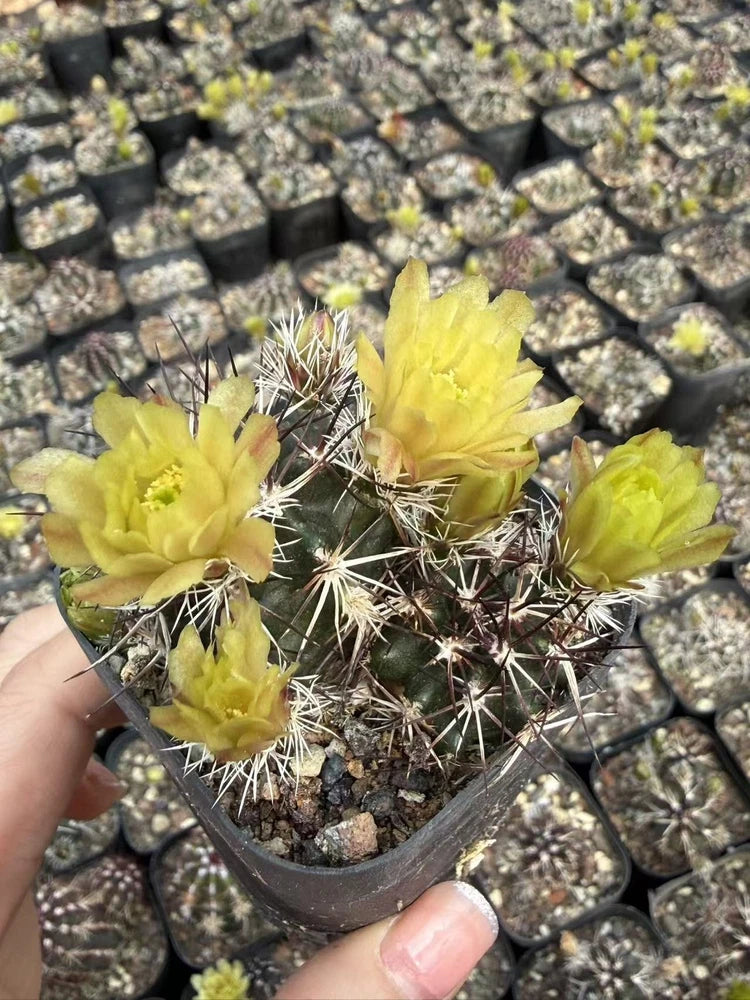 RareSucculent Plant Echinocereus viridiflorus var. davisii Garden DŽcor Boutique Garden Plants