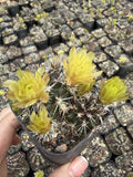RareSucculent Plant Echinocereus viridiflorus var. davisii Garden DŽcor Boutique Garden Plants