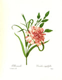 1991 Vintage REDOUTE FLOWER 88 