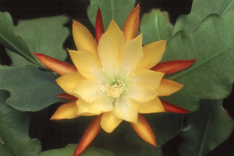 Orchid cactus flower with yellow petals and red-orange tips on green pads