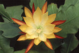 Epiphyllum, Orchid Cactus " OAKLIEGHT DOMINATOR  ", Don's Quart pots APRIL/1 Orchids