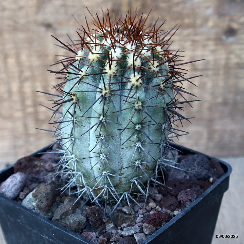 D3529 COPIAPOA COQUIMBANA pot10-H11-W6 cm MaMa Cactus Green Plant