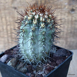 D3529 COPIAPOA COQUIMBANA pot10-H11-W6 cm MaMa Cactus Green Plant