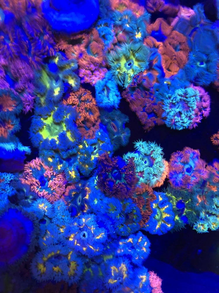 Ultra Rock Flower Anemones-  Assorted ALL FIRE! Anemone