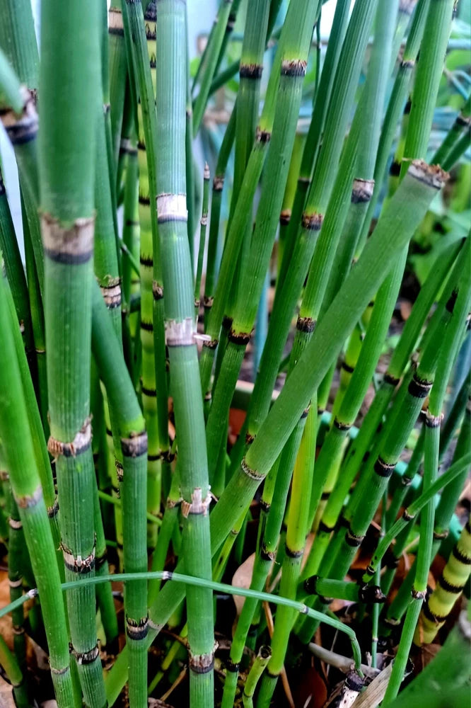 25 horsetail reed plants evergreen perennial zen garden like bamboo Garden Plants
