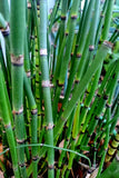 25 horsetail reed plants evergreen perennial zen garden like bamboo Garden Plants