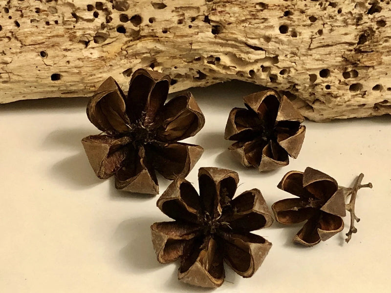 Dried Decor 20 Wood Flowers 1 inch Dried Flower