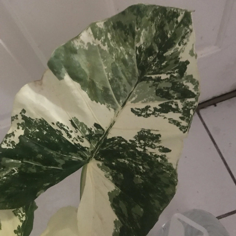 Variegated alocasia plant with green and cream leaves in a pot