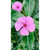 $23.58 Garden Plants