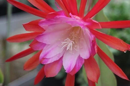 Orchid cactus flower with red and pink layered petals