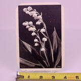 RPPC Maiglšckchek Lily Of The Valley Poyy German Real Photo Postcard Popp Verlag Lily