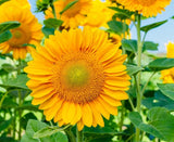 50 Helianthus Seeds Sunflower Procut Lite Gold Cut Flower Seeds Helianthus Se Sunflower