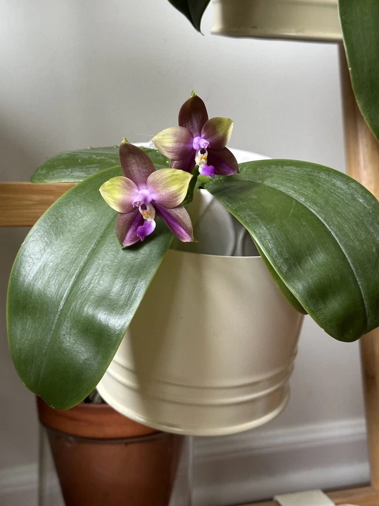 Purple and yellow Phalaenopsis orchid with two blooms and glossy green leaves