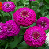 100+ Lilliput Purple Zinnia Seeds for Garden Planting - USA - FREE SHIPPING! Garden Plants