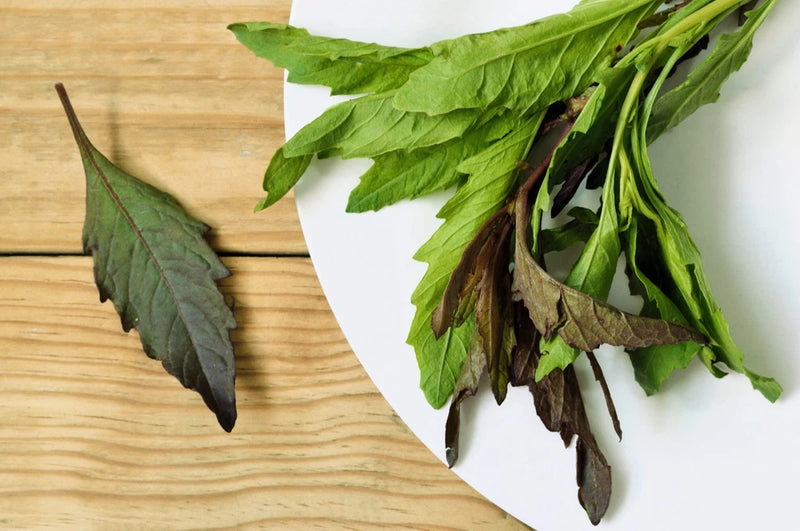 300 EPAZOTE (Mexican Tea) Chenopodium Ambrosioides Dysphania Herb Flower Seeds Flowering Plants