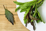 300 EPAZOTE (Mexican Tea) Chenopodium Ambrosioides Dysphania Herb Flower Seeds Flowering Plants