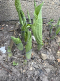 Hosta Humpback Whale Well Rooted Perennial Large Garden Split Bare Root Ship Garden Plants