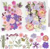 50 Pcs Dried Pressed Flowers and Leaves for Scrapbooking and Crafts Dried Flower