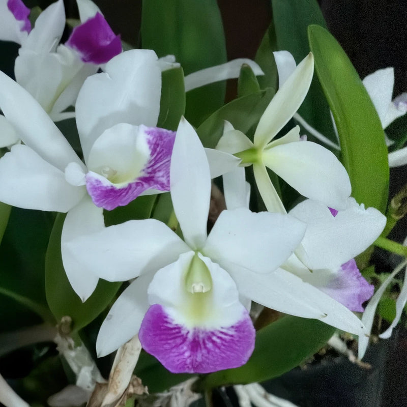 White orchid plant with purple centers and green leaves in bloom