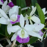 Blc. Hawaii Stars ÔOnly OneÕ ~ 5Ó pot  ~ super fragrant. Orchids