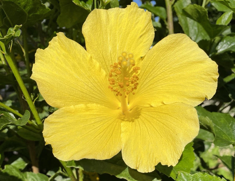 Yellow hibiscus flower with five petals and visible pollen center