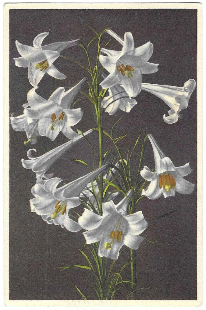 Vintage Greetings Postcard Adelboden Garden Lily Easter Flower Lily