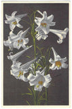 Vintage Greetings Postcard Adelboden Garden Lily Easter Flower Lily