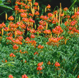 10 LEOPARD LILY California Tiger Lily Panther Lilium Pardalinum Yellow Orange Re Flowering Plants