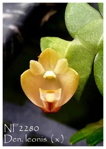 Mounted mini Dendrobium orchid flower, yellow-orange blooms on green leaves