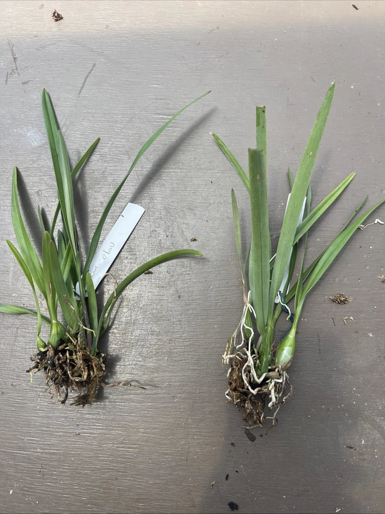 Orchid live Rare  Species Encyclia clovesiana - bare root Orchids