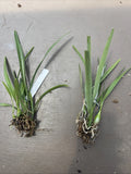 Orchid live Rare  Species Encyclia clovesiana - bare root Orchids