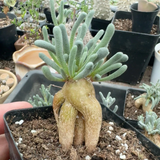 1.5-3cm Succulent Cactus Plant Phyllobolus Tenuiflorus Aizoaceae Home Garden Garden Plants