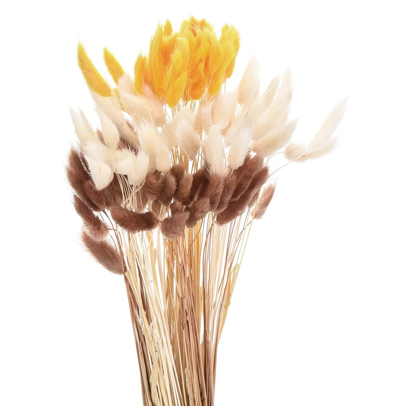 Dried bunny tail flower stems bundle, fluffy white and brown with golden tips