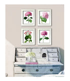 Botanical Art Reproduction Prints Unframed set of 4 Pink Hydrangea flowers Decor Hydrangea