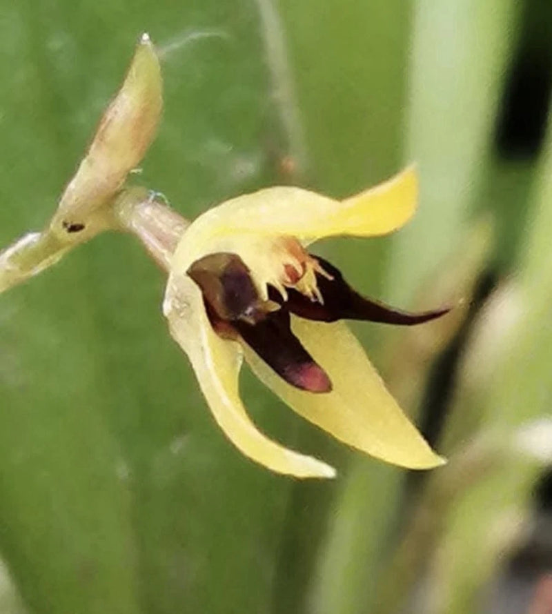 Orchid flower with pale yellow petals and dark maroon center lip